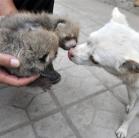 Kutya szoptatja az újszülött kínai vörös pandákat